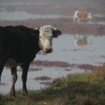 cowsinmist2