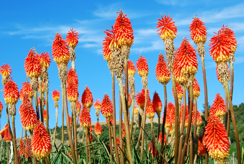 red hot pokers, otago peninsula, New Zealand